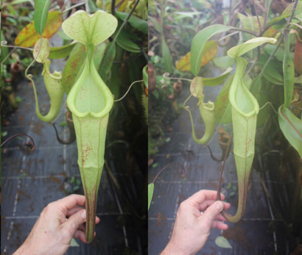 N. hemsleyana – white (Rooted cutting)