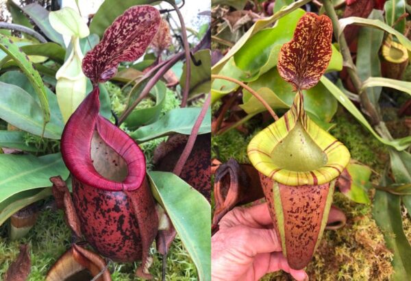 N. xhookeriana x (eymae x veitchii) (Rooted cutting)