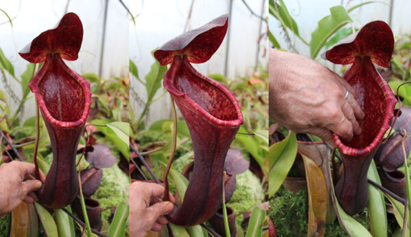 N. lowii x boschiana (Rooted cutting) (Only 1!)