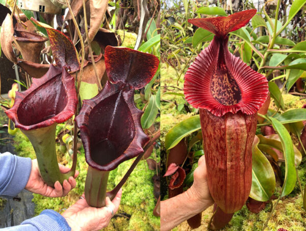 N. {lowii x [truncata x (spectabilis x northiana)]} x {[(Rokko ‘Exotica’ x boschiana) x veitchii] x edwardsiana} (small)