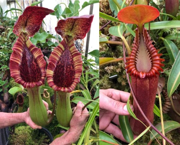 N. (lowii x truncata) – giant x edwardsiana (small)