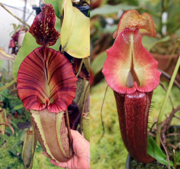 N. [maxima – dark x (eymae x veitchii] x {[(lowii x veitchii) x boschiana] x (maxima x mira)} - (small)