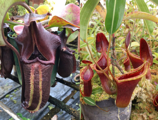 N. nebularum x xtrusmadiensis (small)