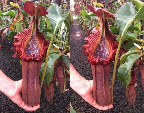 N. nebularum x edwardsiana (small)