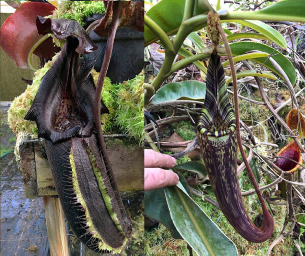 N. nebularum x mollis (small) (Only 1)