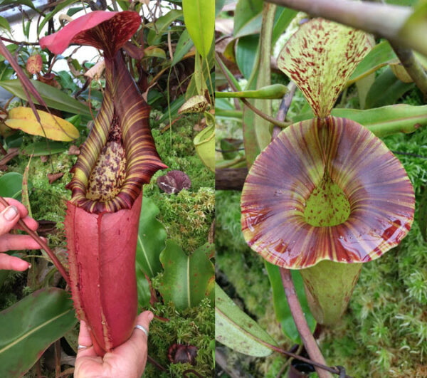 N. (northiana x veitchii) – red x platychila (small)