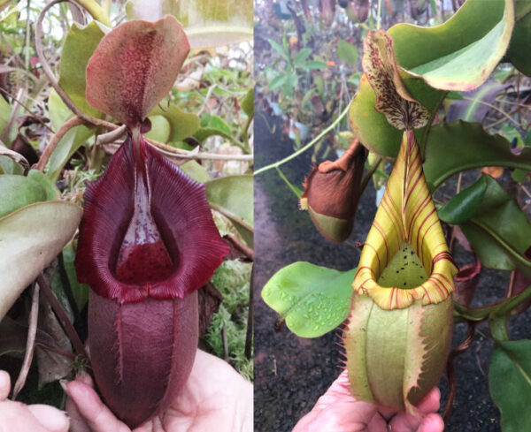 N. ovata x veitchii (m) – long neck (small)