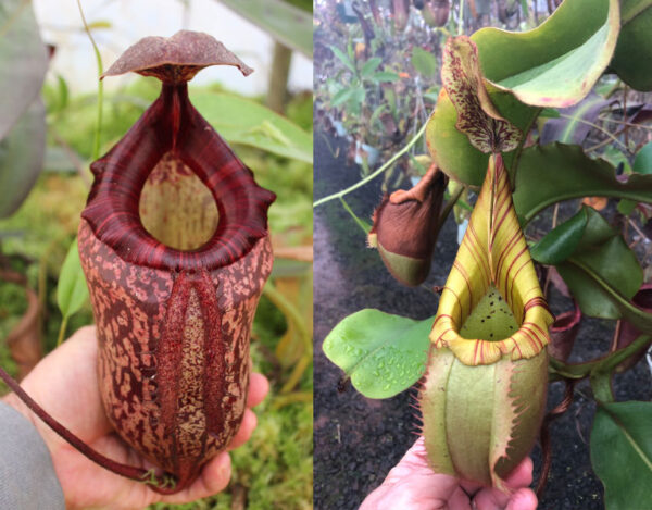 N. peltata x veitchii (m) – long neck (small)