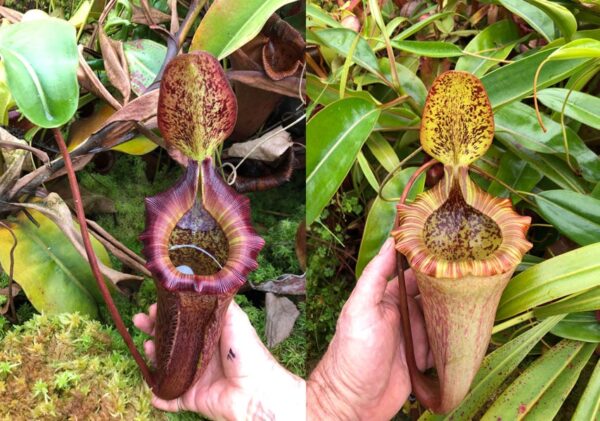 N. (platychila x rajah) x (truncata x merrilliana) (Rooted Cutting) (Only 1!)