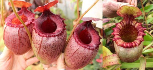 N. sibuyanensis – squat x (ventricosa x xtrusmadiensis) (a) (Rooted Cutting) (Only 1)