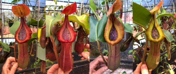 N. truncata – giant x macrophylla (small)
