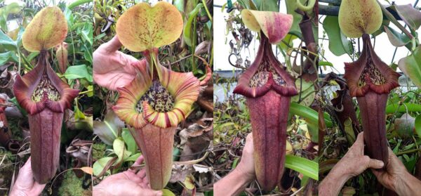N. (truncata x ovata) – giant (Rooted Cutting) (Only 1)
