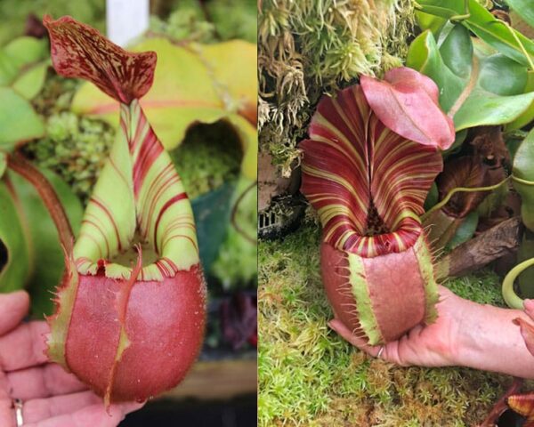 N. veitchii (m) - pink, squat, striped peristome x (kxm) (small)