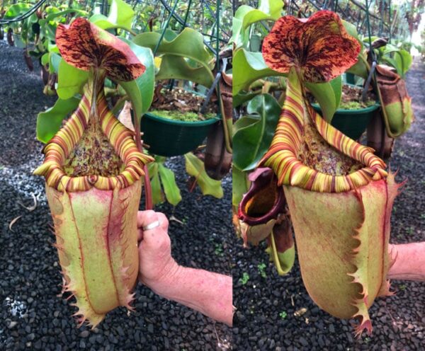 N. veitchii (m) x (lowii x truncata) (Rooted Cutting)