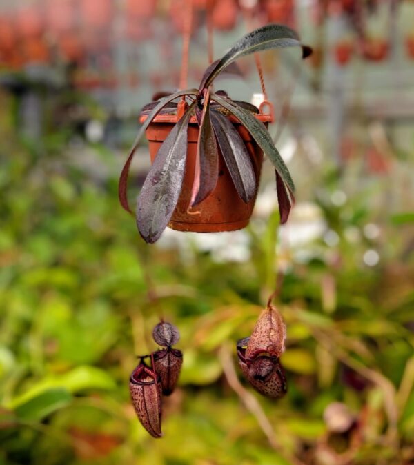 415: N. tenuis x peltata (seedgrown) - (37 cm)