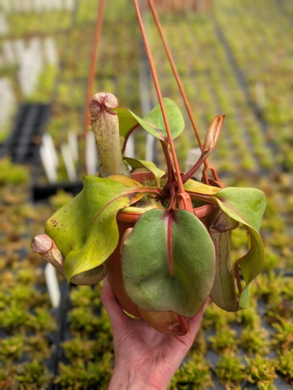 380: N. clipeata (seedgrown) - (35cm)