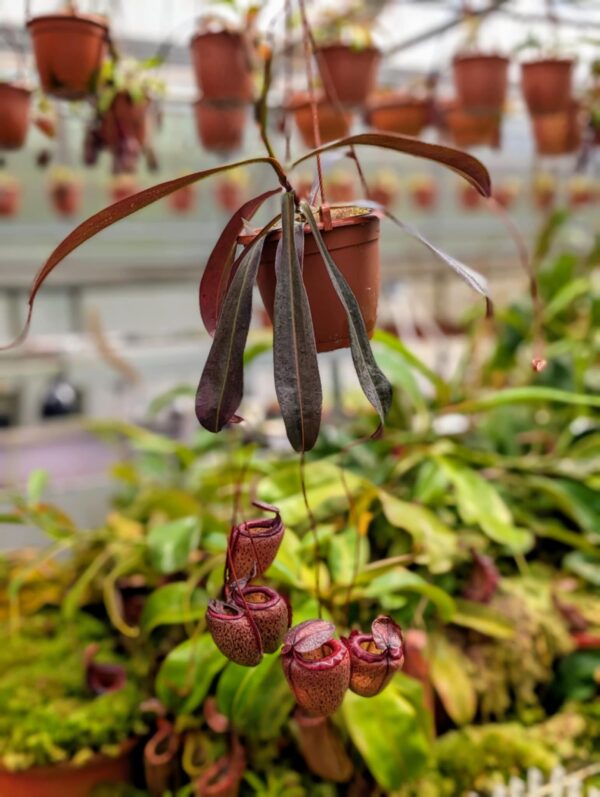 408: N. tenuis x peltata (seedgrown) - (52 cm)