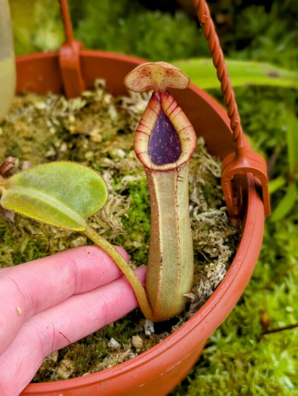 469: N. (lowii x veitchii) x truncata (a) - (seedgrown) - (9cm)