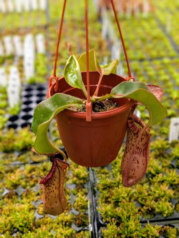 402: N. veitchii (m) x boschiana (seedgrown) - (29cm)