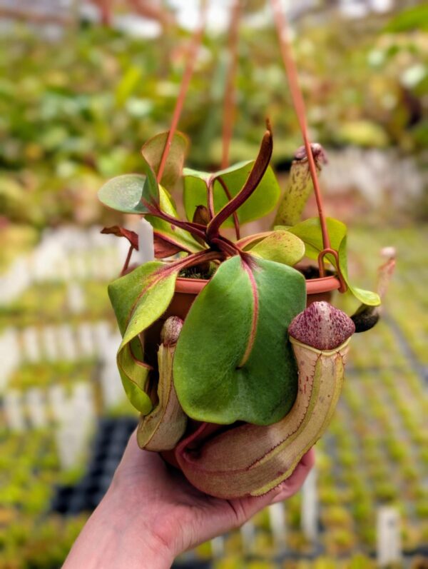 376: N. clipeata (seedgrown) - (25cm)