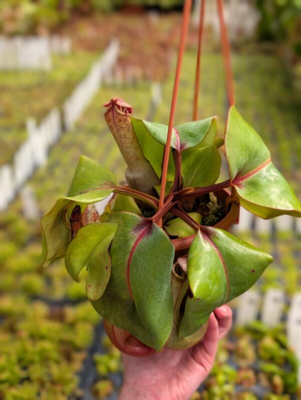 378: N. clipeata (seedgrown) - (30cm)