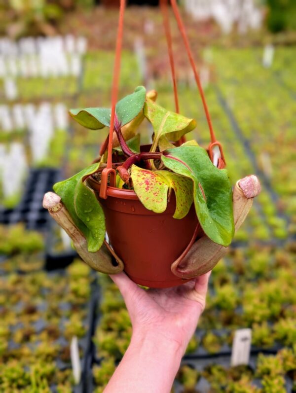384: N. clipeata (seedgrown) - (27cm)