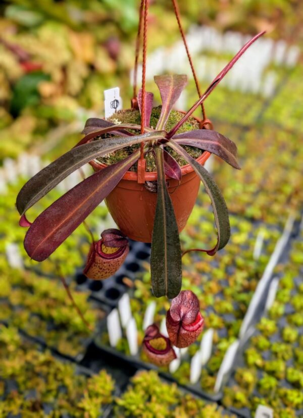 410: N. tenuis x peltata (seedgrown) - (36 cm)