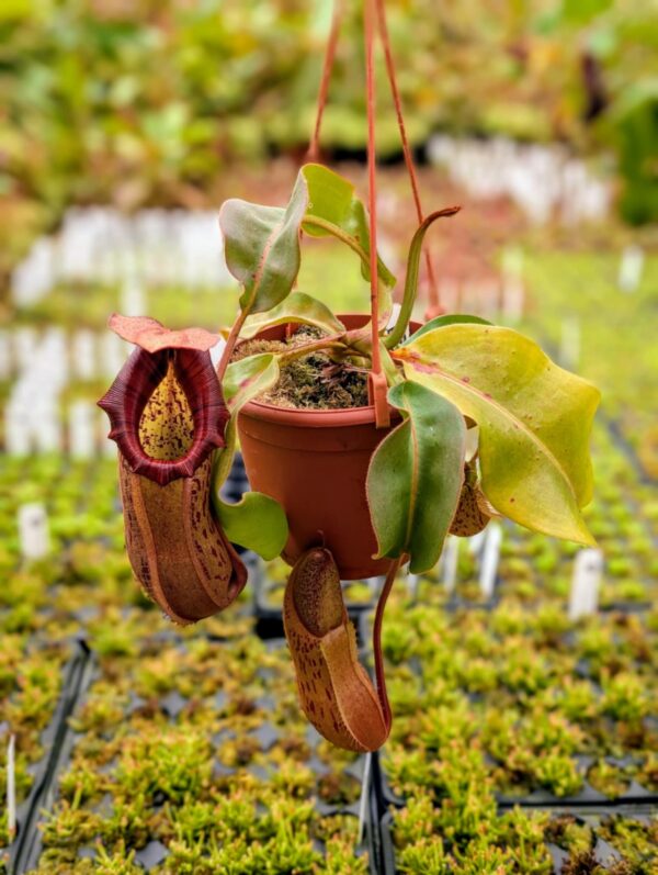 392: N. veitchii (m) x boschiana (seedgrown) - (34 cm)
