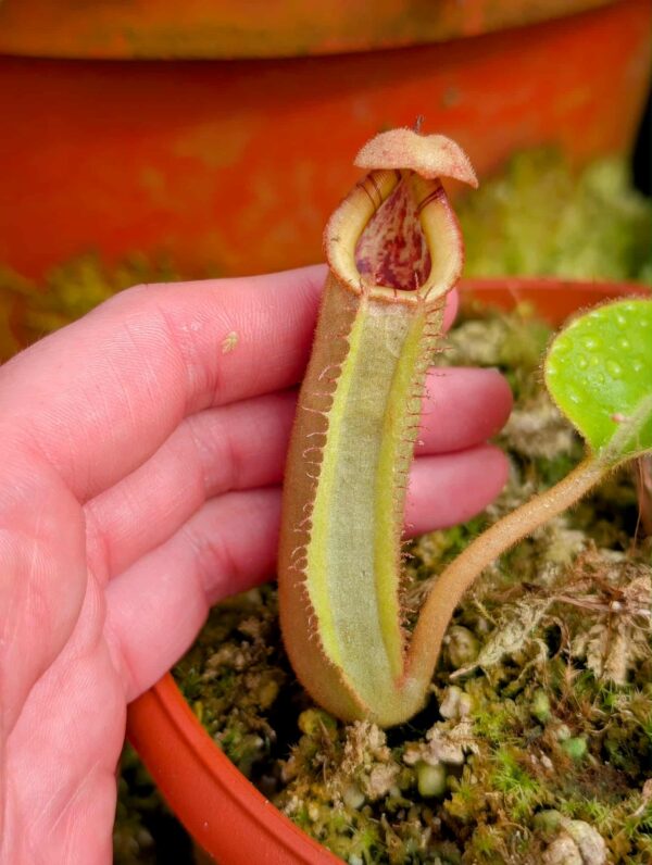 468: N. (lowii x veitchii) x truncata (a) - (seedgrown) - (11cm)