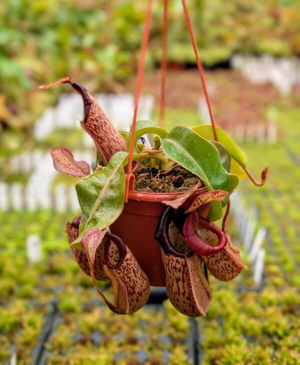 390: N. veitchii (m) x boschiana (seedgrown) - (29 cm)