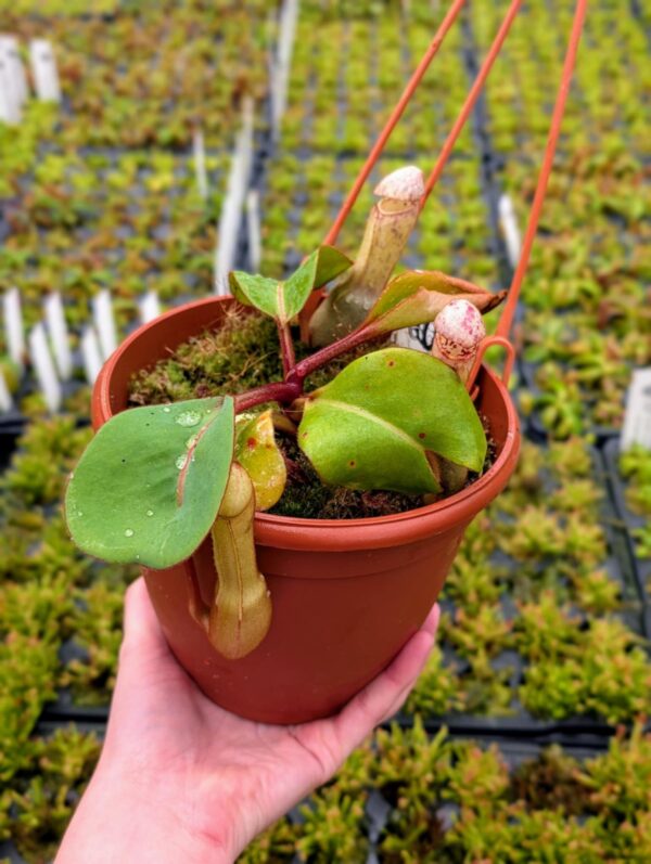 383: N. clipeata (seedgrown) - (17cm)
