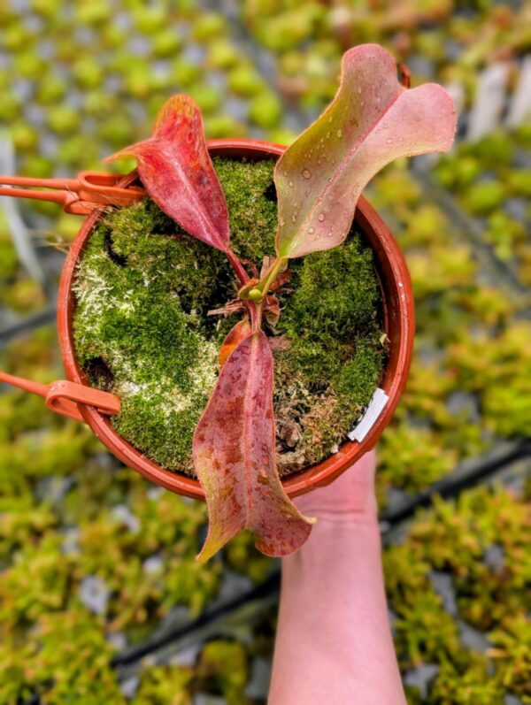 406: N. veitchii (m) x boschiana (seedgrown) - (23cm)