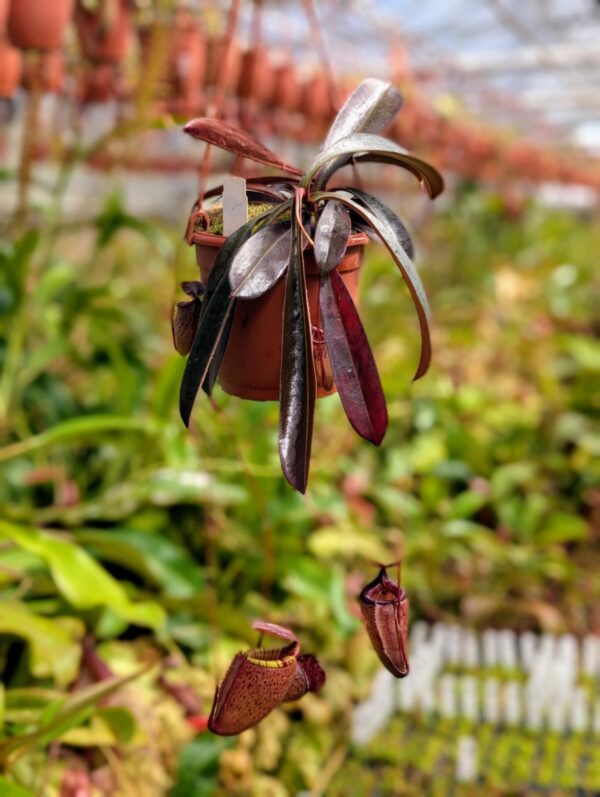 417: N. tenuis x peltata (seedgrown) - (40 cm)