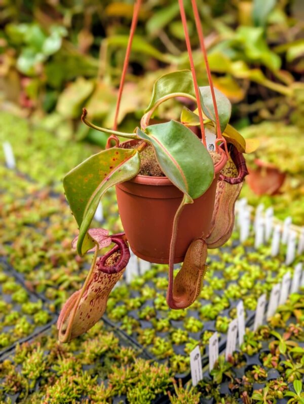 400: N. veitchii (m) x boschiana (seedgrown) - (33cm)
