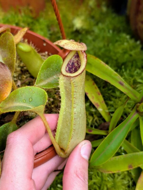 471: N. (lowii x veitchii) x truncata (a) - (seedgrown) - (15cm)