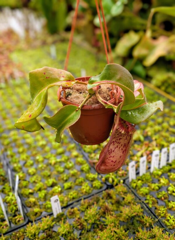 404: N. veitchii (m) x boschiana (seedgrown) - (30cm)