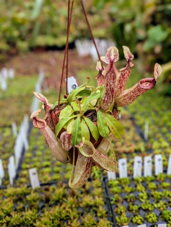 388: N. x Dyeriana - 4 plants - (19 cm,16cm,15cm,14cm)