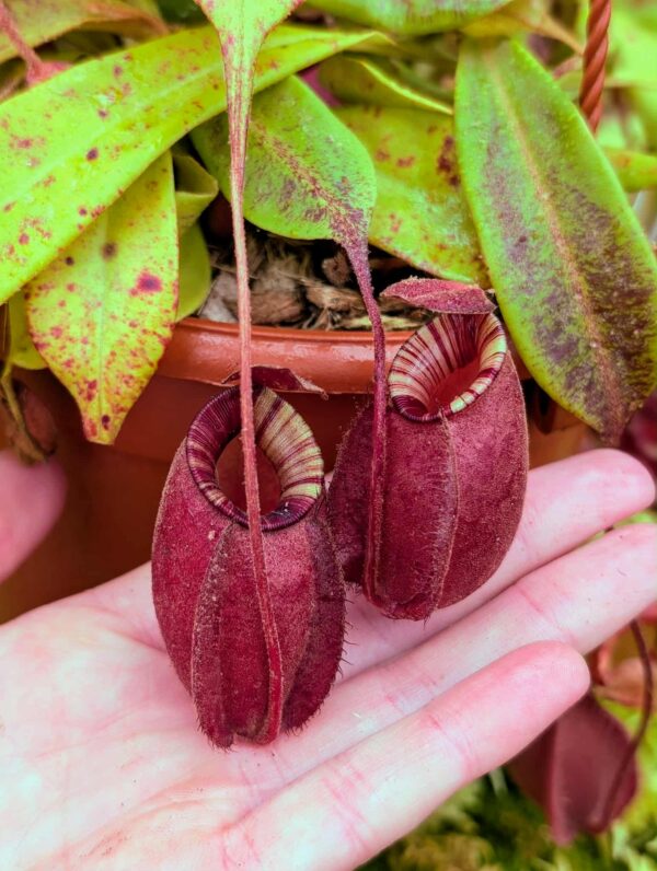 425: N. mirabilis var. globosa x ampullaria - (4 plants) - (20,19,18,12 cm)