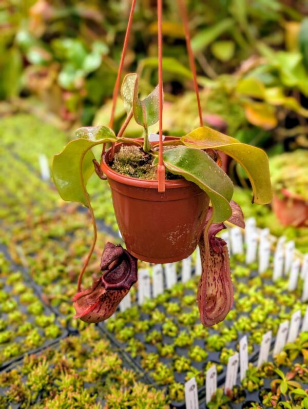 399: N. veitchii (m) x boschiana (seedgrown) - (25cm)