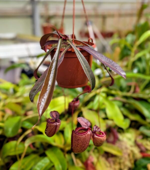 411: N. tenuis x peltata (seedgrown) - (49 cm)