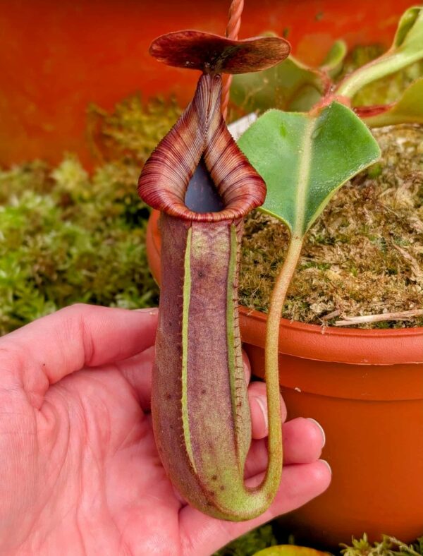 471: N. (lowii x veitchii) x truncata (a) - (seedgrown) - (17cm)