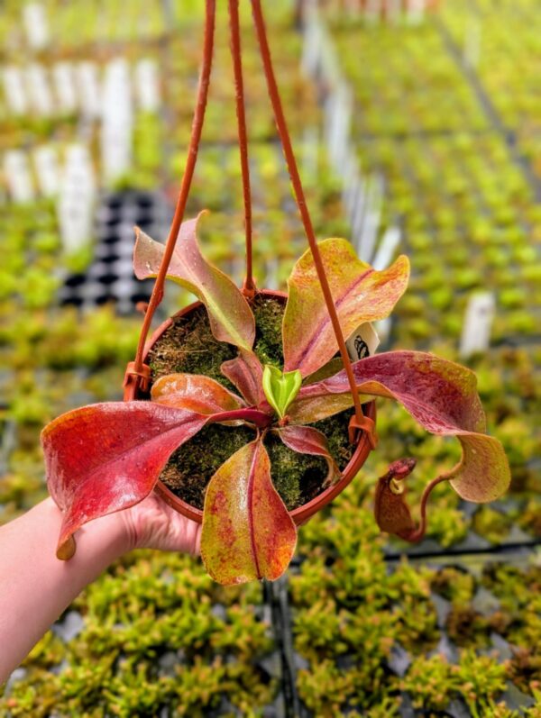 401: N. veitchii (m) x boschiana (seedgrown) - (30cm)