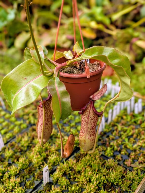 397: N. veitchii (m) x boschiana (seedgrown) - (40cm)