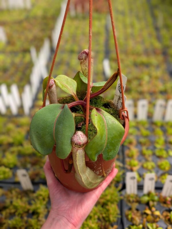 379: N. clipeata (seedgrown) - (25cm)