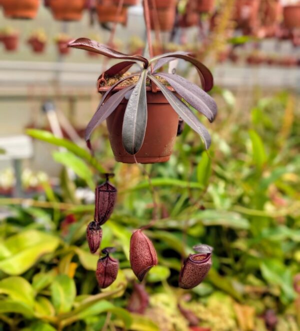 409: N. tenuis x peltata (seedgrown) - (36 cm)