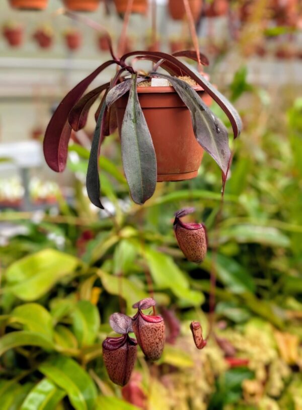 413: N. tenuis x peltata (seedgrown) - (46 cm)