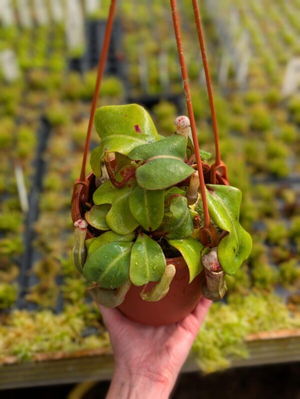 381: N. clipeata (seedgrown) - 3 plants - (22cm, 12cm and 10cm)
