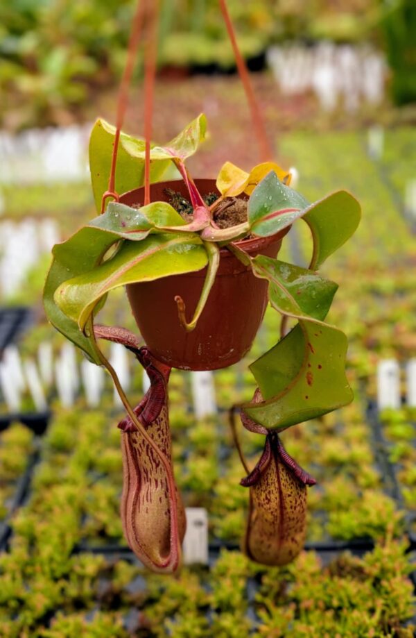393: N. veitchii (m) x boschiana (seedgrown) - (34 cm)