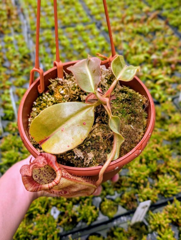 405: N. veitchii (m) x boschiana (seedgrown) - (14cm)