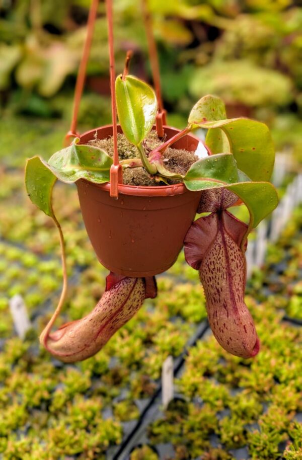 407: N. veitchii (m) x boschiana (seedgrown) - (30cm)